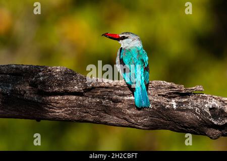 Un kingfisher des bois, Halcyon senegalensis, dont le bec renferme des proies.Rivière Chobe, parc national de Chobe, Kasane, Botswana. Banque D'Images