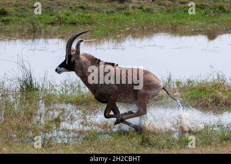 Un antilope roan, Hippotragus equinus, qui coule le long du bord de l'eau.Parc national de Chobe, Botswana. Banque D'Images