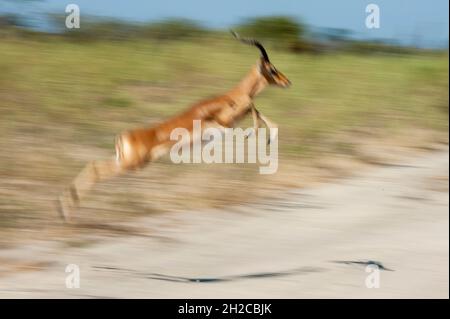 Un ipala, Aepyceros melampus, en courant et en bondissant.Île Chief, réserve de gibier de Moremi, delta d'Okavango, Botswana. Banque D'Images