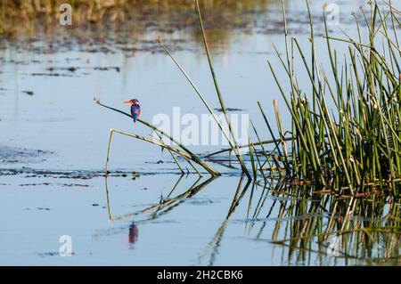 Un kingfisher malachite, Alcedo cristata, perché sur un roseau.Savuti, parc national de Chobe, Botswana. Banque D'Images