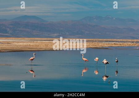 Flamants du Chili, Phoenicopterus chilensis, repos et toilettage dans le lagon de Chasa.Laguna Chasa, désert d'Atacama, région d'Antofagasta, Chili. Banque D'Images