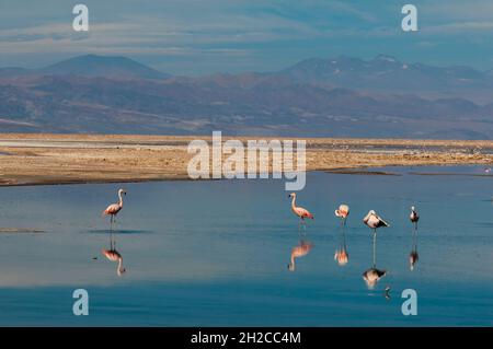 Flamants du Chili, Phoenicopterus chilensis, repos et toilettage dans le lagon de Chasa.Laguna Chasa, désert d'Atacama, région d'Antofagasta, Chili. Banque D'Images