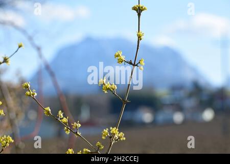 Blüten der Kornelkirsche, in Österreich auch Dirndlstrauch genannt - Die Blütezeit dieses Strauchs liegt im März/April, in der Regel sogar noch vor de Banque D'Images