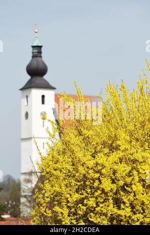 Ein Forsythien-Strauch im Frühling vor einer Kirche (Rüstorf, Bezirk Vöcklabruck, Oberösterreich, Österreich) - Der Strauch wächst aufrecht und erreic Banque D'Images