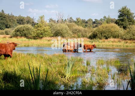 Les aurochs se sont enlais dans le parc national 'het Witte veen' près du village de Haaksbergen, province de Gelderland, pays-Bas Banque D'Images