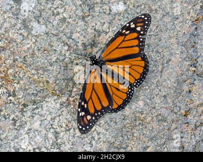 Papillon monarque (Danaus plexippus), Sumburgh, Shetland, Écosse Banque D'Images