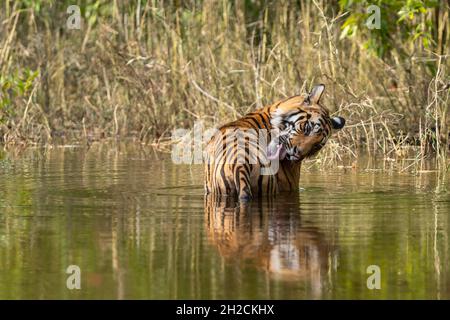 tigre sauvage mâle se rafraîchissant dans l'eau avec réflexion et lécher blessure par la langue sur le membre antérieur ou les parties du corps dans fond vert naturel dans le summ chaud Banque D'Images