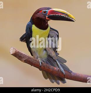 Vue rapprochée d'un livre vert (Pteroglossus aracari viridis) Banque D'Images