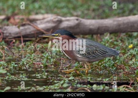 Green Heron (Butorides virescens), Sacramento County California USA Banque D'Images