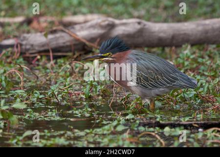 Green Heron (Butorides virescens), Sacramento County California USA Banque D'Images