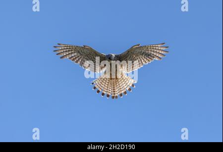 Jeune homme kestrel commun, Falco tinnunculus, en vol stationnaire. Banque D'Images