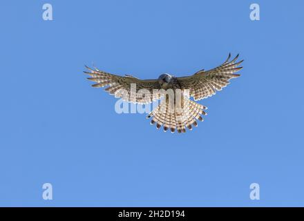 Jeune homme kestrel commun, Falco tinnunculus, en vol stationnaire. Banque D'Images