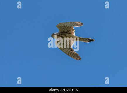 Jeune homme kestrel commun, Falco tinnunculus, en vol stationnaire. Banque D'Images