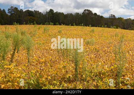 Wattsburg (Pennsylvanie) - Horseeed (Erigeron canadensis ou Conyza canadensis) qui pousse dans un champ de soja.Aussi connu sous le nom de restauration, il est Banque D'Images