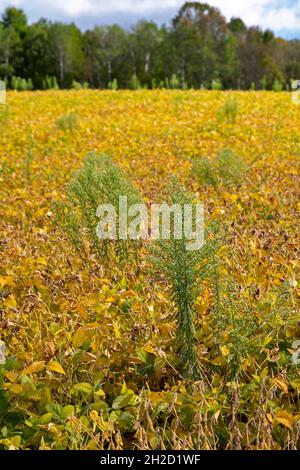 Wattsburg (Pennsylvanie) - Horseeed (Erigeron canadensis ou Conyza canadensis) qui pousse dans un champ de soja.Aussi connu sous le nom de restauration, il est Banque D'Images