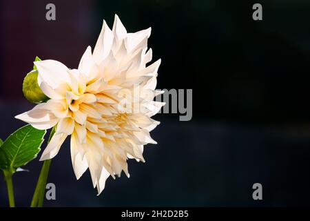 Café à fleurs tardives au lait dahlia, Banque D'Images