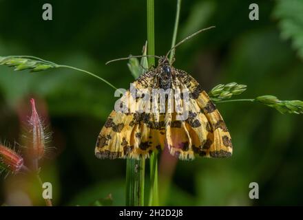 Jaune moucheté, Pseudopanthera macularia, papillon, perchée sur l'herbe au bord des bois, Devon. Banque D'Images