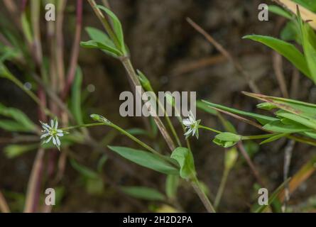 Pète à bog, Stellaria alsine, en fleur dans un pré humide, Devon. Banque D'Images