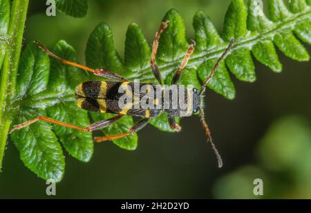 Le scarabée de la guêpe, Clytus arietis; le scarabée de Longhorn s'est établi sur le saumâtre. Banque D'Images