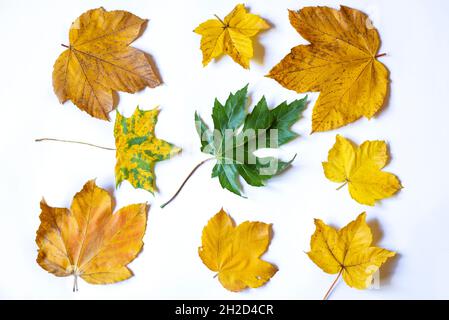 Les feuilles d'érable jaune sont un symbole d'automne.Isolé sur blanc. Banque D'Images