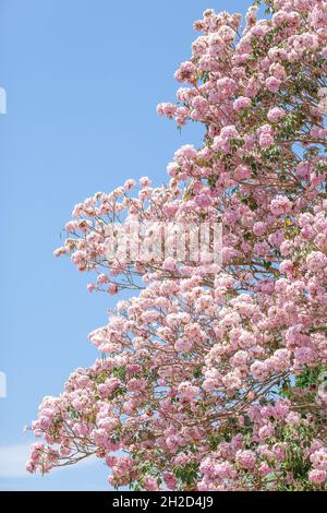 Fleurs de pou rose sur les branches des arbres le matin de l'hiver, un essaim d'insectes pollinisant sur des fleurs roses, ciel bleu clair en arrière-plan. Banque D'Images