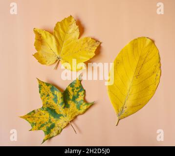 Diverses feuilles jaunes isolées sur fond blanc. Banque D'Images