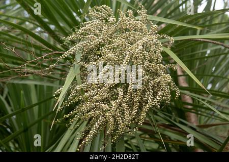 Gros plan des fleurs de crème florissantes d'automne sur un palmier de chou de Nouvelle-Zélande (Cordyline australis) poussant dans un jardin dans le Devon rural, Angleterre, Royaume-Uni Banque D'Images