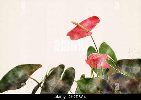 Anthurium.Fleur de flamants roses rouges, fleur arrière-plan.Plante tropicale à fleurs exotiques.Aquarelle, aquarelle. Banque D'Images
