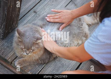 Mains de femme à la recherche de puces de chat. Santé et soins au sujet des animaux domestiques. Banque D'Images