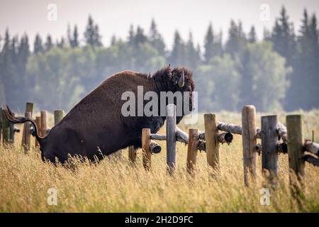 Un bison adulte saute une clôture dans le parc national de Grand Teton, Wyoming. Banque D'Images