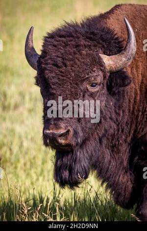 Un bison adulte se grise dans un champ du parc national de Grand Teton, Wyoming. Banque D'Images