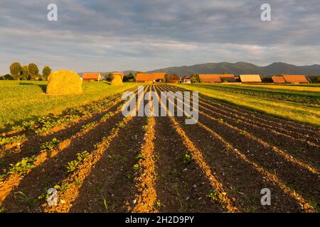 Des granges historiques dans le village de Borcova dans la région de Turiec, Slovaquie. Banque D'Images