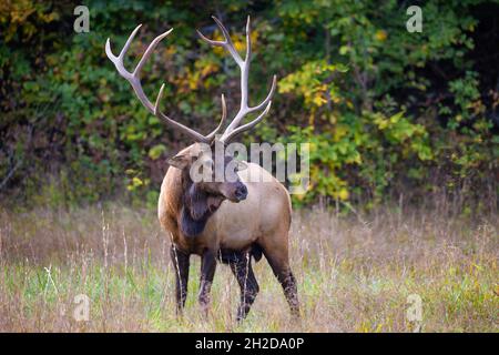 Les wapitis ont été éliminés au fil du temps avec la perte d'habitacles et la surchasse des colons de la région.En 2001, ils ont été réintroduits et sont continentaux Banque D'Images