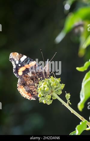 Admiral, Blütenbesuch an Efeu, Hedera Helix, Vanessa atalanta, Pyrameis atalanta,Amiral rouge, le Vulcain Banque D'Images