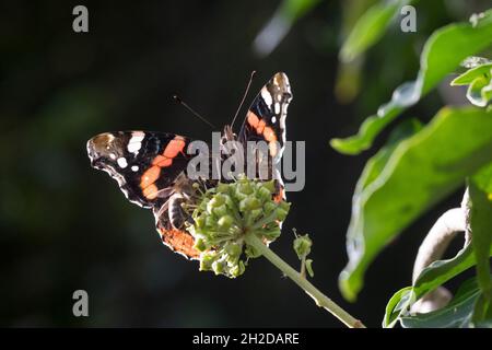 Admiral, Blütenbesuch an Efeu, Hedera Helix, Vanessa atalanta, Pyrameis atalanta,Amiral rouge, le Vulcain Banque D'Images