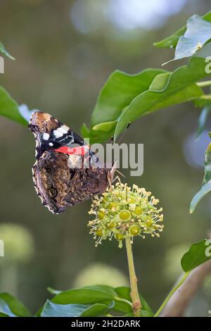 Admiral, Blütenbesuch an Efeu, Hedera Helix, Vanessa atalanta, Pyrameis atalanta,Amiral rouge, le Vulcain Banque D'Images