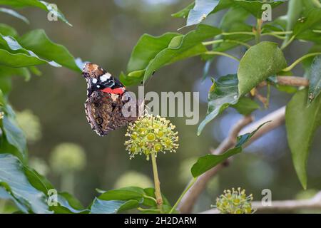 Admiral, Blütenbesuch an Efeu, Hedera Helix, Vanessa atalanta, Pyrameis atalanta,Amiral rouge, le Vulcain Banque D'Images