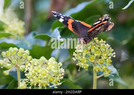 Admiral, Blütenbesuch an Efeu, Hedera Helix, Vanessa atalanta, Pyrameis atalanta,Amiral rouge, le Vulcain Banque D'Images