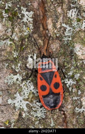 Feuerwanze, Feuerwanze, Feuerwanzen, Feuer-Wanze, Pyrrhocoris apterus,firebug, Firebugs, le gendarme, le pyrrhocore Banque D'Images