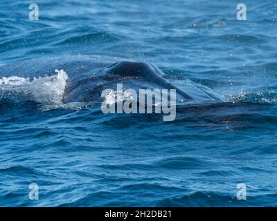 La baleine de Bryde, Balaenoptera brydei, montrant ses trois crêtes sur sa tribune au large de la Californie du Sud des États-Unis Banque D'Images