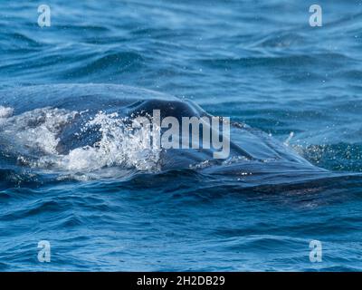 La baleine de Bryde, Balaenoptera brydei, montrant ses trois crêtes sur sa tribune au large de la Californie du Sud des États-Unis Banque D'Images