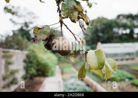 poire unique accrochée d'une branche dans un jardin de campagne anglais Banque D'Images