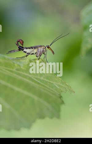 Skorpionsfliege, Skorpions-Fliege, Männchen mit skorpionsschwanzartiger Hinterleibsspitze, Panorpa cf. Communis, Panorpa, scorpionfly, scorpion Banque D'Images