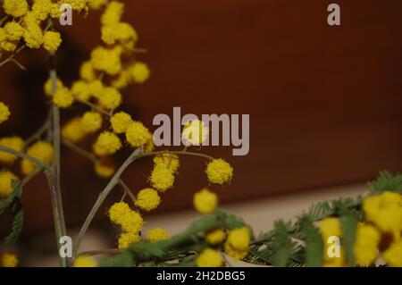 Cliché sélectif d'une plante à fleurs argentée Banque D'Images