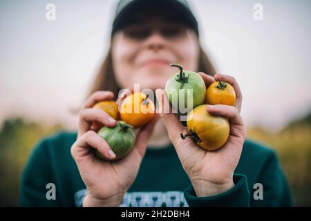 Femme qui récolte des tomates mûres dans le jardin Banque D'Images