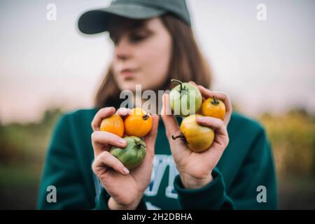 Femme qui récolte des tomates mûres dans le jardin Banque D'Images