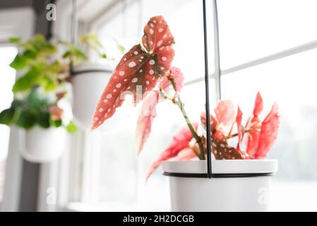 Plante de Begonia à pois roses dans une fenêtre lumineuse et ensoleillée à la maison Banque D'Images