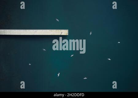 Vue aérienne en hauteur d'un troupeau d'oiseaux de mer qui s'envolent au-dessus de l'eau de mer turquoise calme près de la jetée en journée ensoleillée en Islande Banque D'Images