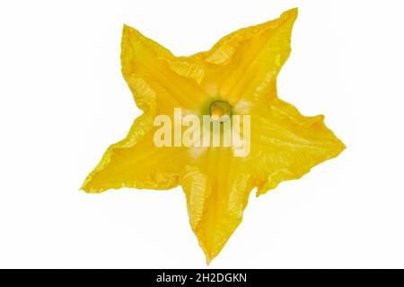 macro photographie de la fleur de citrouille isolée sur blanc Banque D'Images