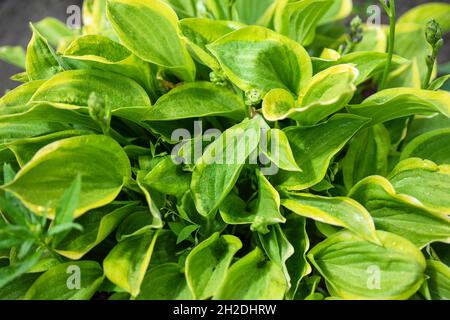 Le hosta vert et jaune pousse sur la pelouse dans le jardin en gros plan.Le concept de jardinage.Vue de dessus. Banque D'Images